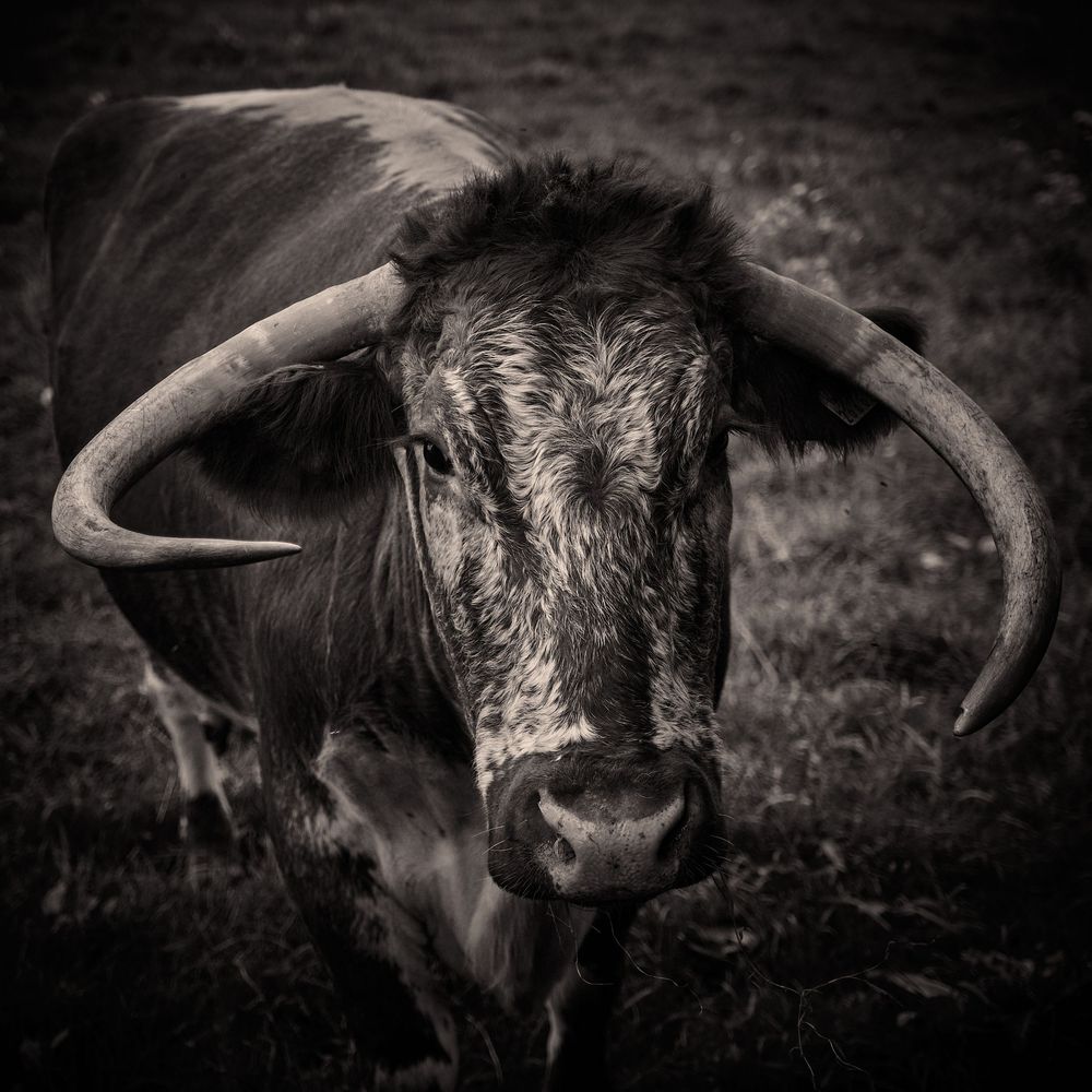 Black and white close-up portrait of a longhorn bull with impressive curved horns against a dark background.