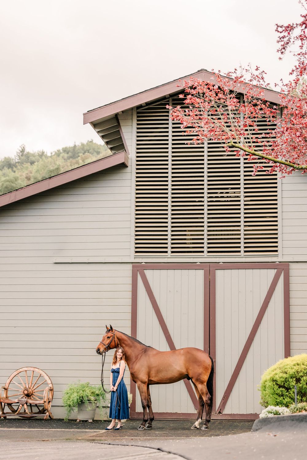 A chestnut horse stands beside a gray barn with cherry blossoms blooming in springtime.