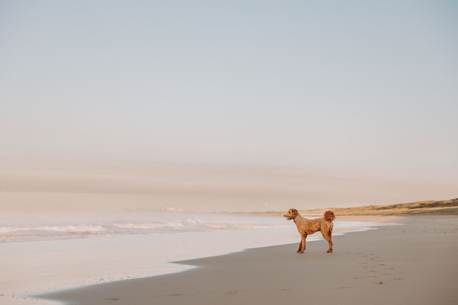 A golden dog stands alone on a misty beach during sunrise, with waves rolling onto the sandy shore.