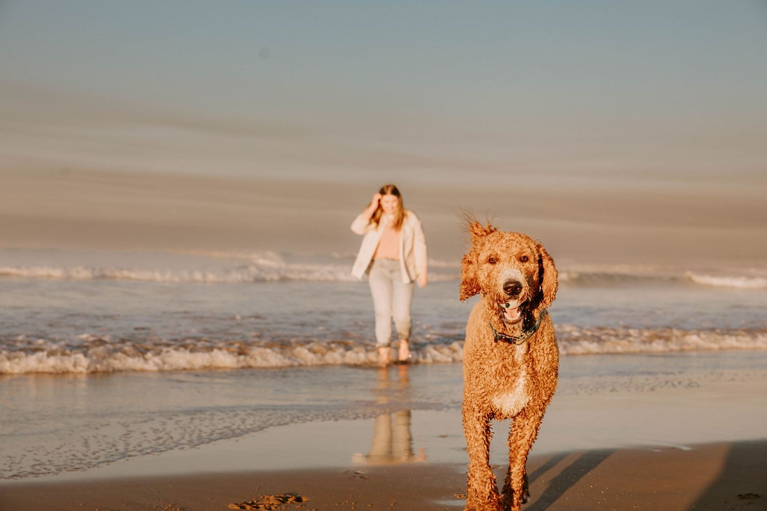 Golden retriever runs joyfully on wet beach at sunset while person strolls in background along shoreline.