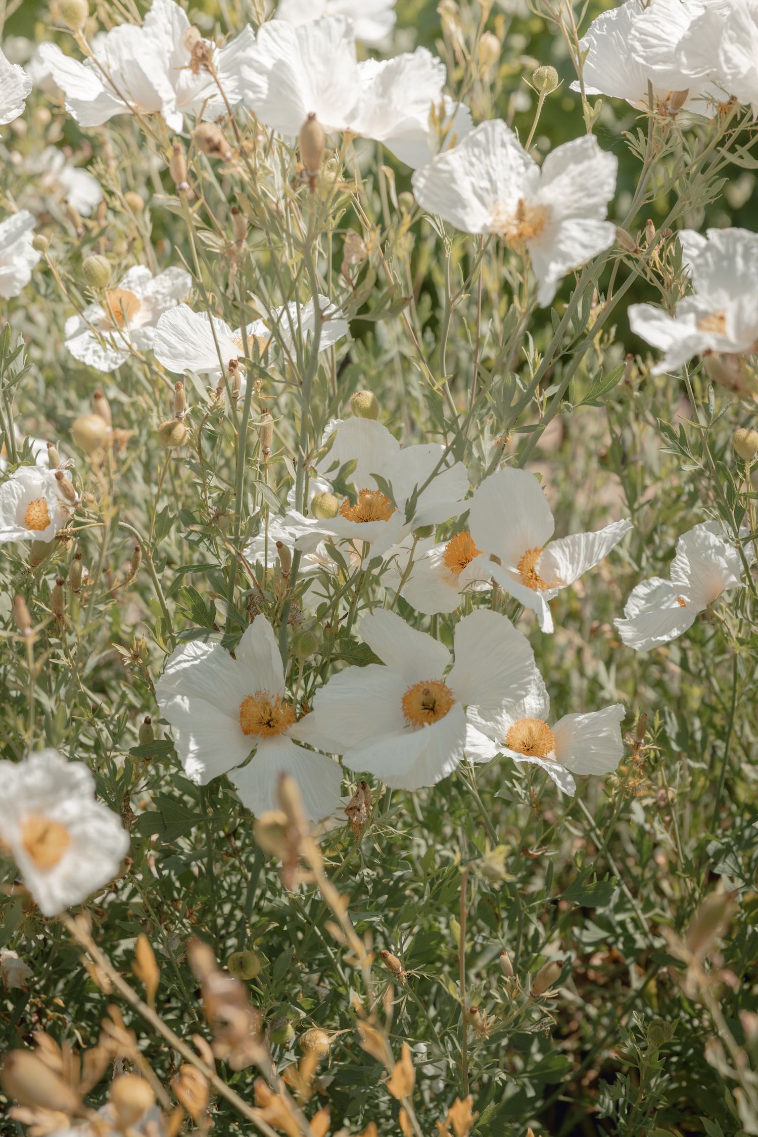 White matilija poppies with delicate crinkled petals and bright yellow centers bloom among green foliage in natural light.