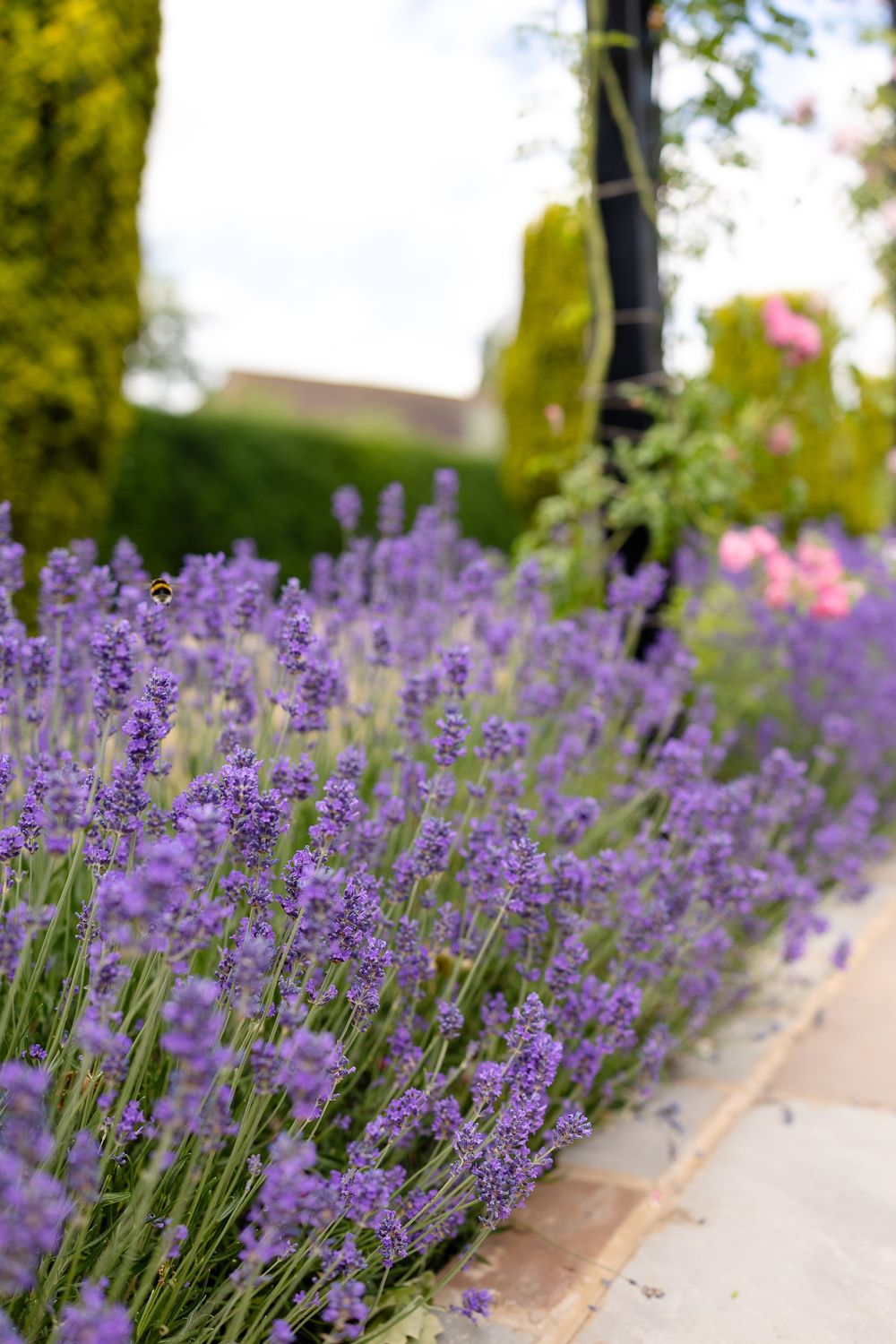 Rows of vibrant purple lavender flowers bloom along a stone pathway in a lush garden setting.