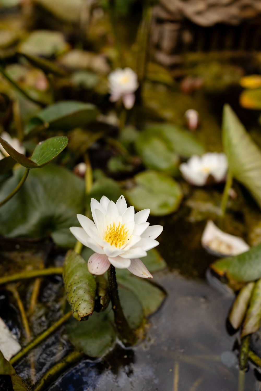 White water lily flower with yellow center blooming among green lily pads in dark pond water.