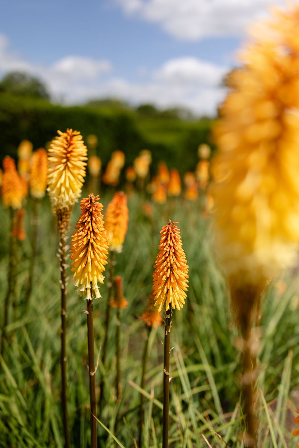 Vibrant orange Red Hot Poker flowers (Kniphofia) bloom among green foliage under a blue summer sky with soft clouds.