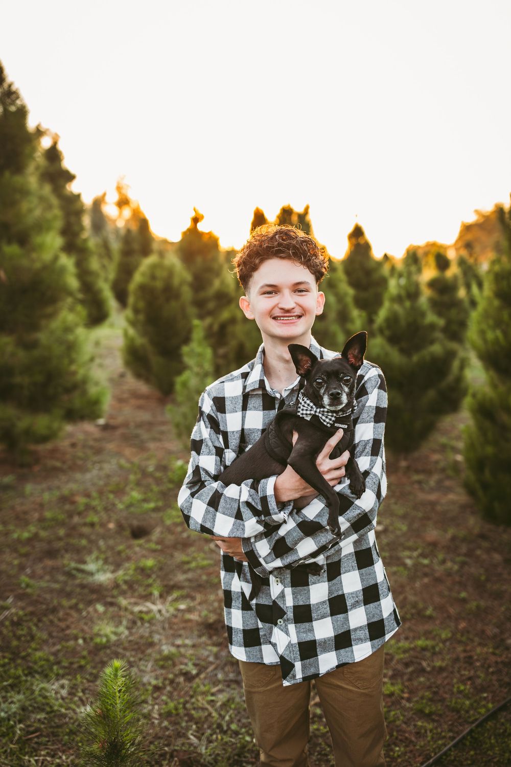 A festive winter scene at a Christmas tree farm showing someone in a plaid shirt holding a small black dog.
