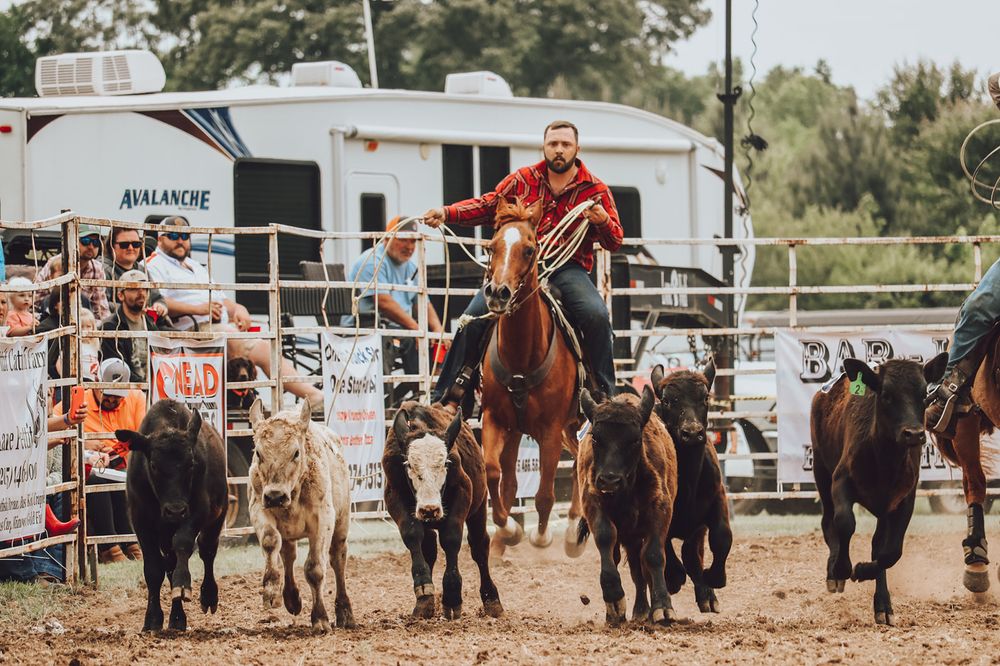 A mounted rider herds cattle through a dusty arena with trailers and stables visible in the background.