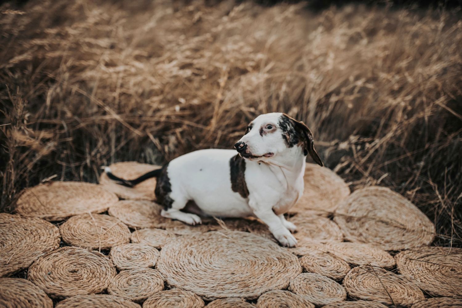 a cute little puppy lays on a natural fiber rug in a field of golden grass at sunset for family photos