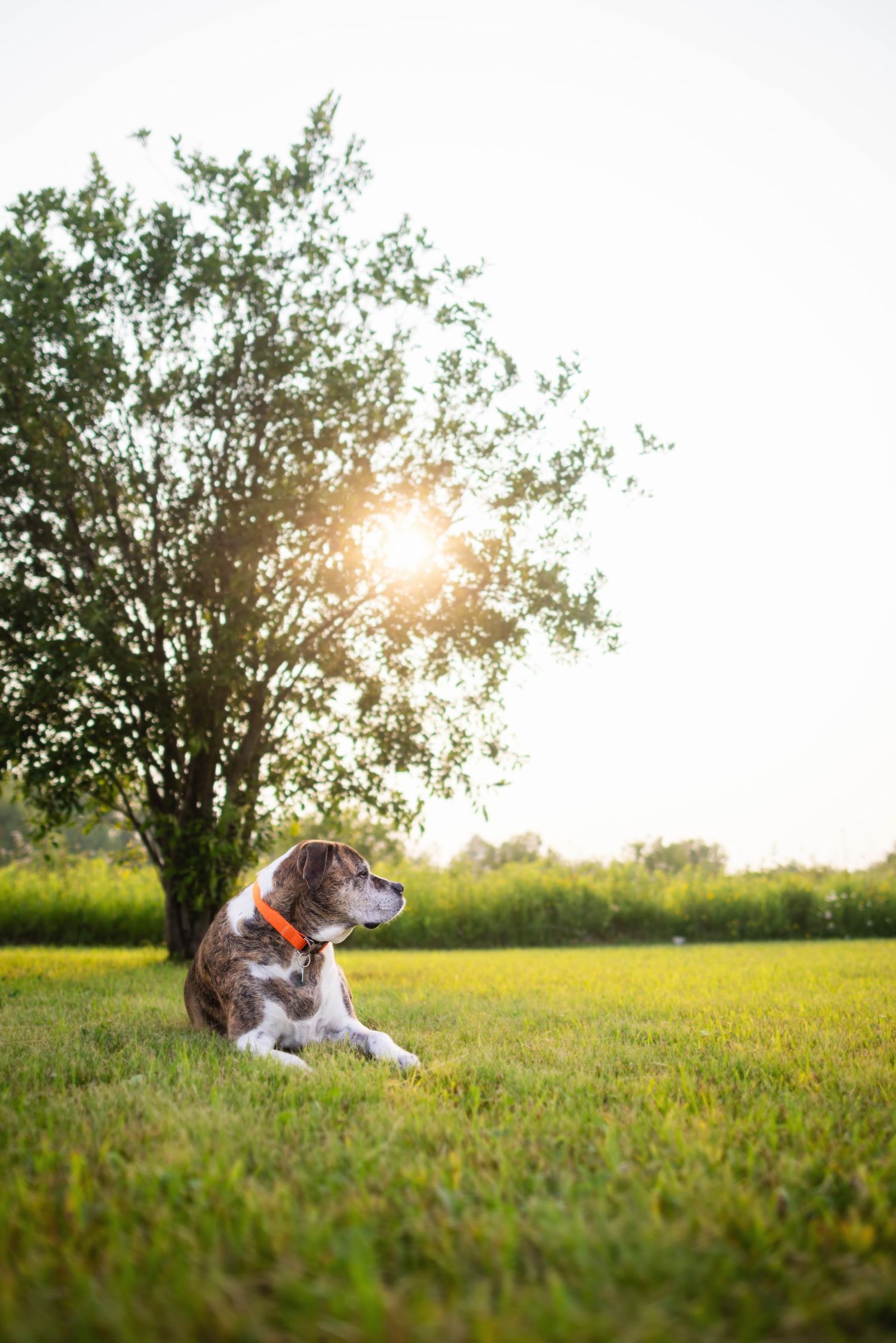 Husky dog rests in green grass field at sunset with golden sunlight filtering through trees in background.