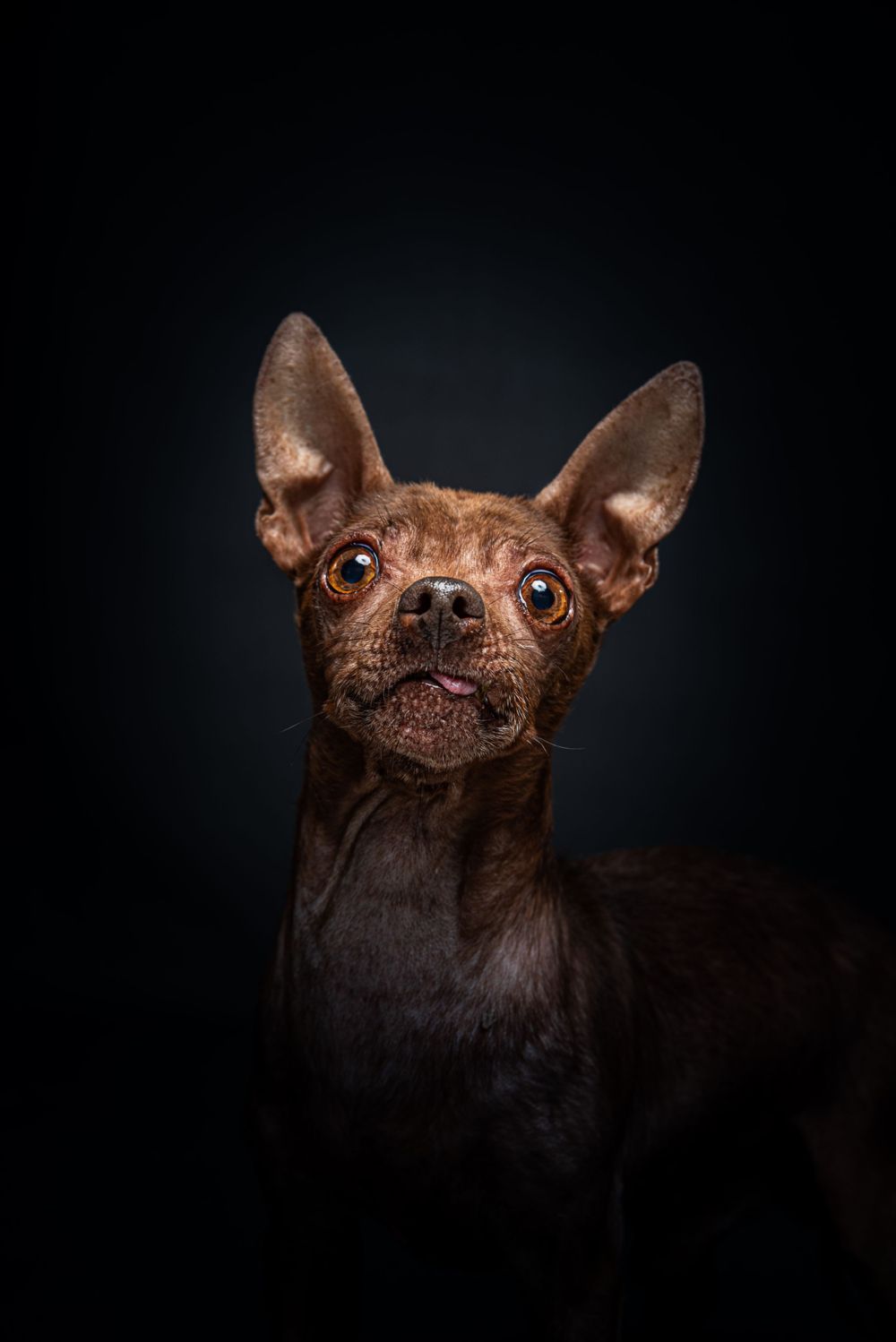A brown Chihuahua dog with large pointed ears poses for a portrait against a dark background.
