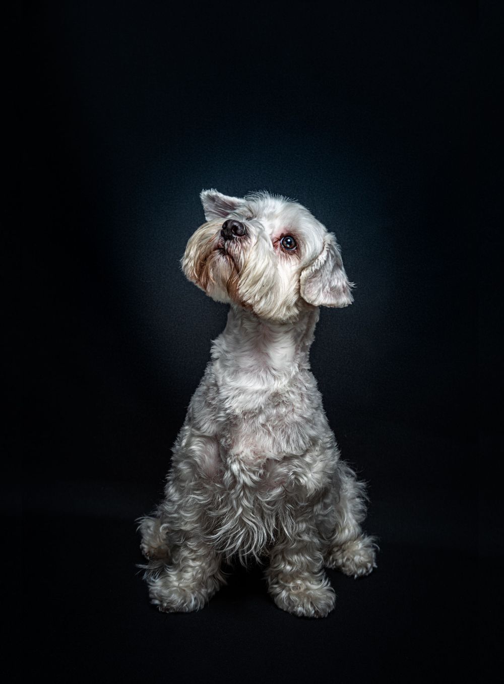 A fluffy white schnauzer dog sitting alertly against a dark studio background.