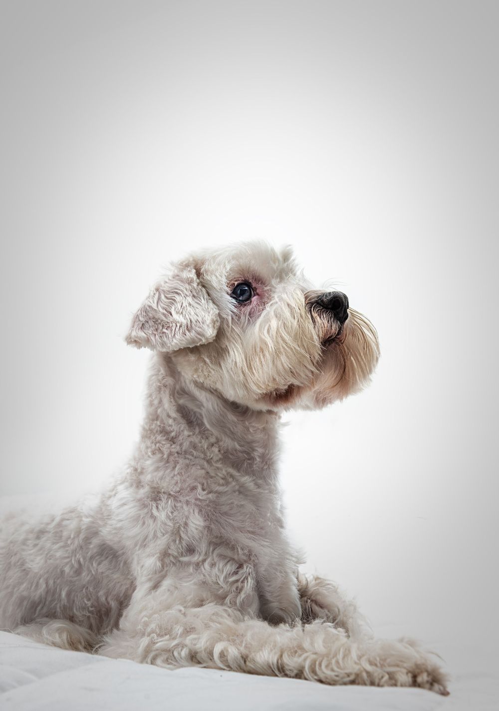 A white schnauzer dog in profile view looking upward against a light gray background.