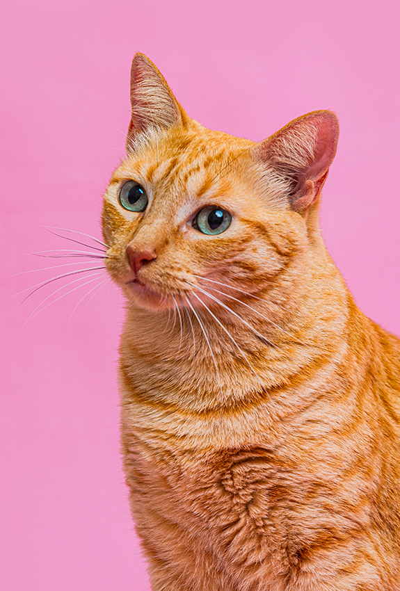 Orange tabby cat with bright green eyes looking alert against pink background.