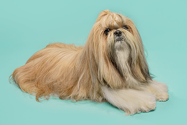 Long-haired Shih Tzu dog with flowing tan coat lying elegantly against blue backdrop.