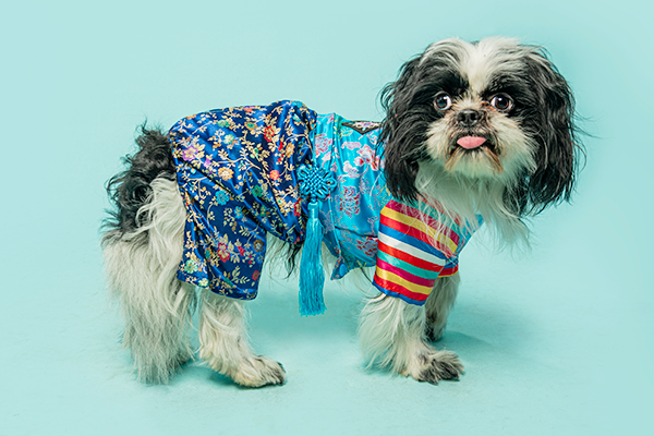 Small dog wearing floral dress and striped top posing on turquoise background.
