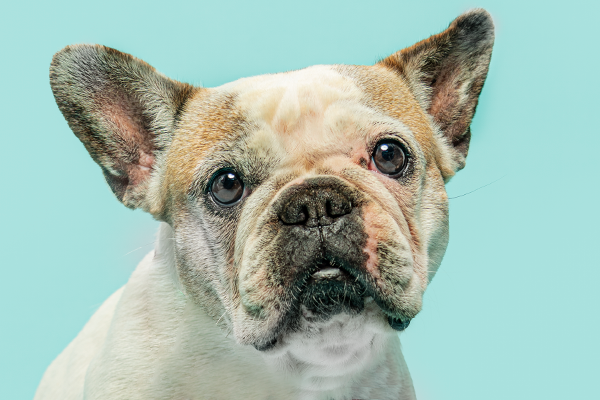 French bulldog with wrinkled face looking intently at camera on blue background.