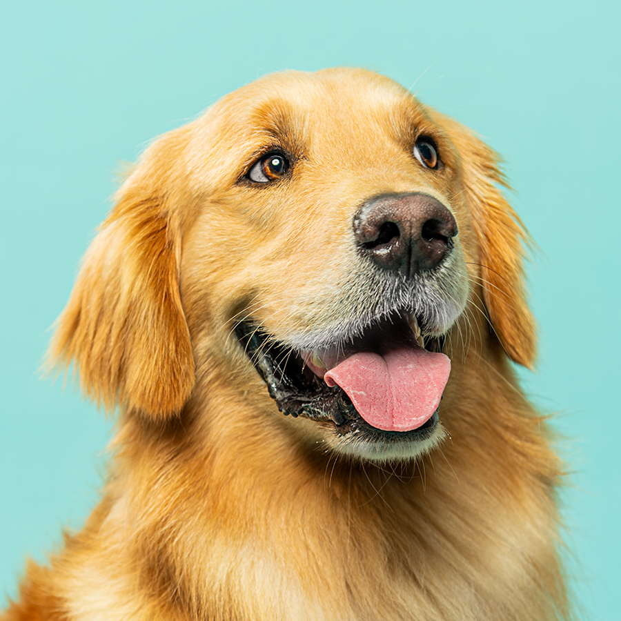Smiling golden retriever portrait with friendly expression on blue background.