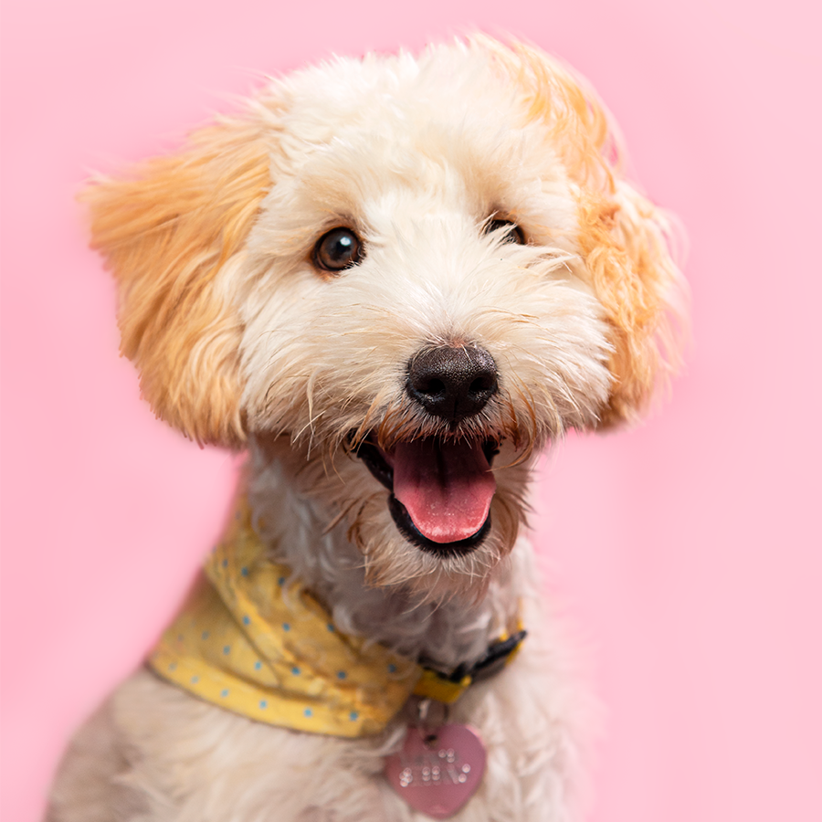 Cheerful white and tan doodle mix dog with fluffy fur on pink background.