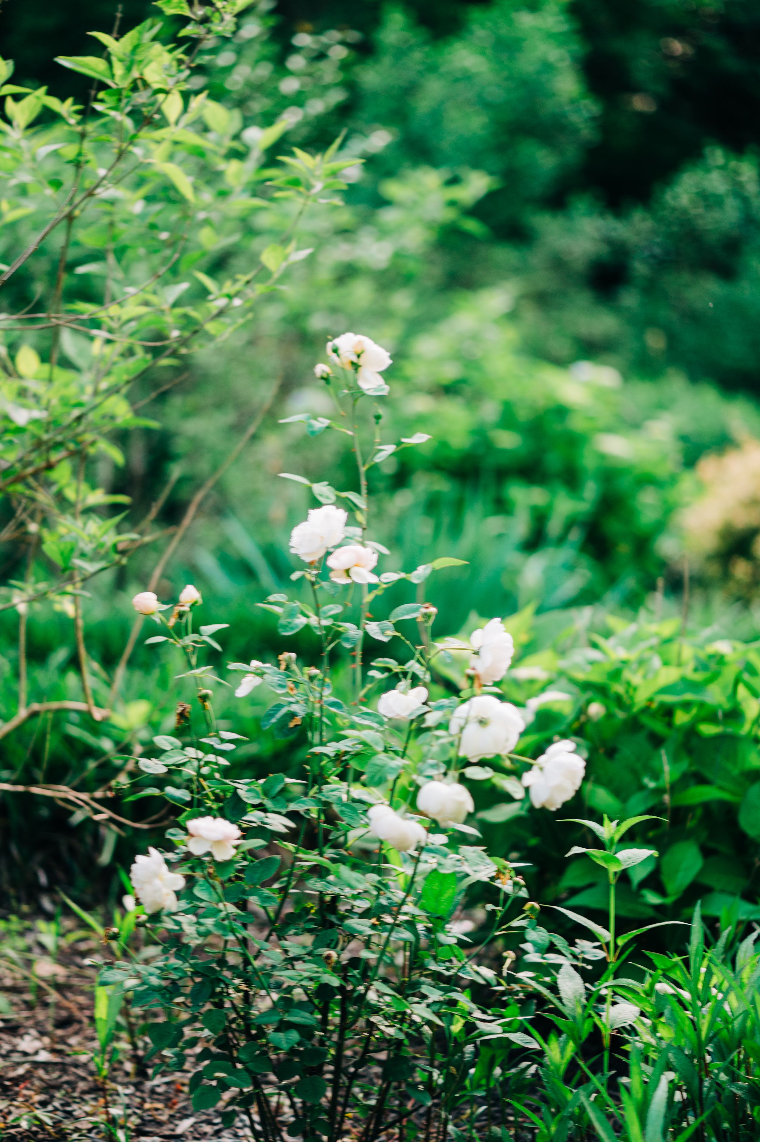 Beautiful pink and white roses bloom among lush green foliage in a natural garden setting at the Wildflower 301