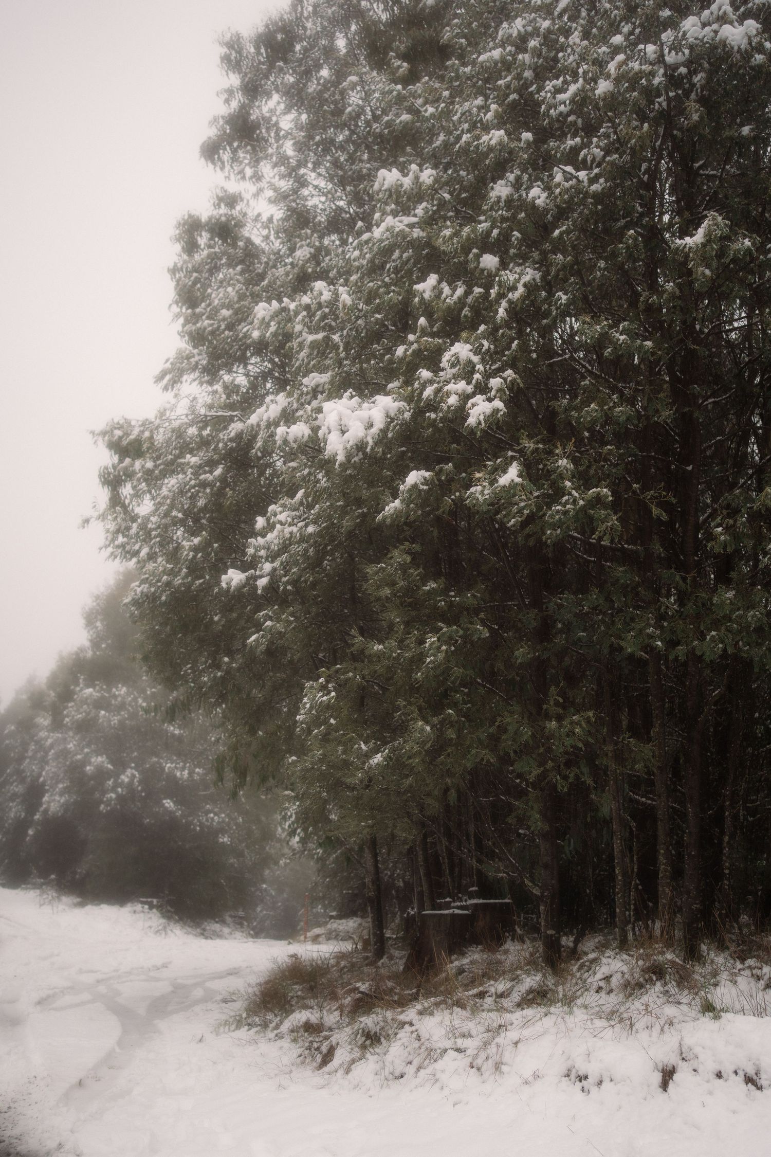 Snow-covered evergreen trees line a misty winter forest path creating a moody atmospheric landscape.