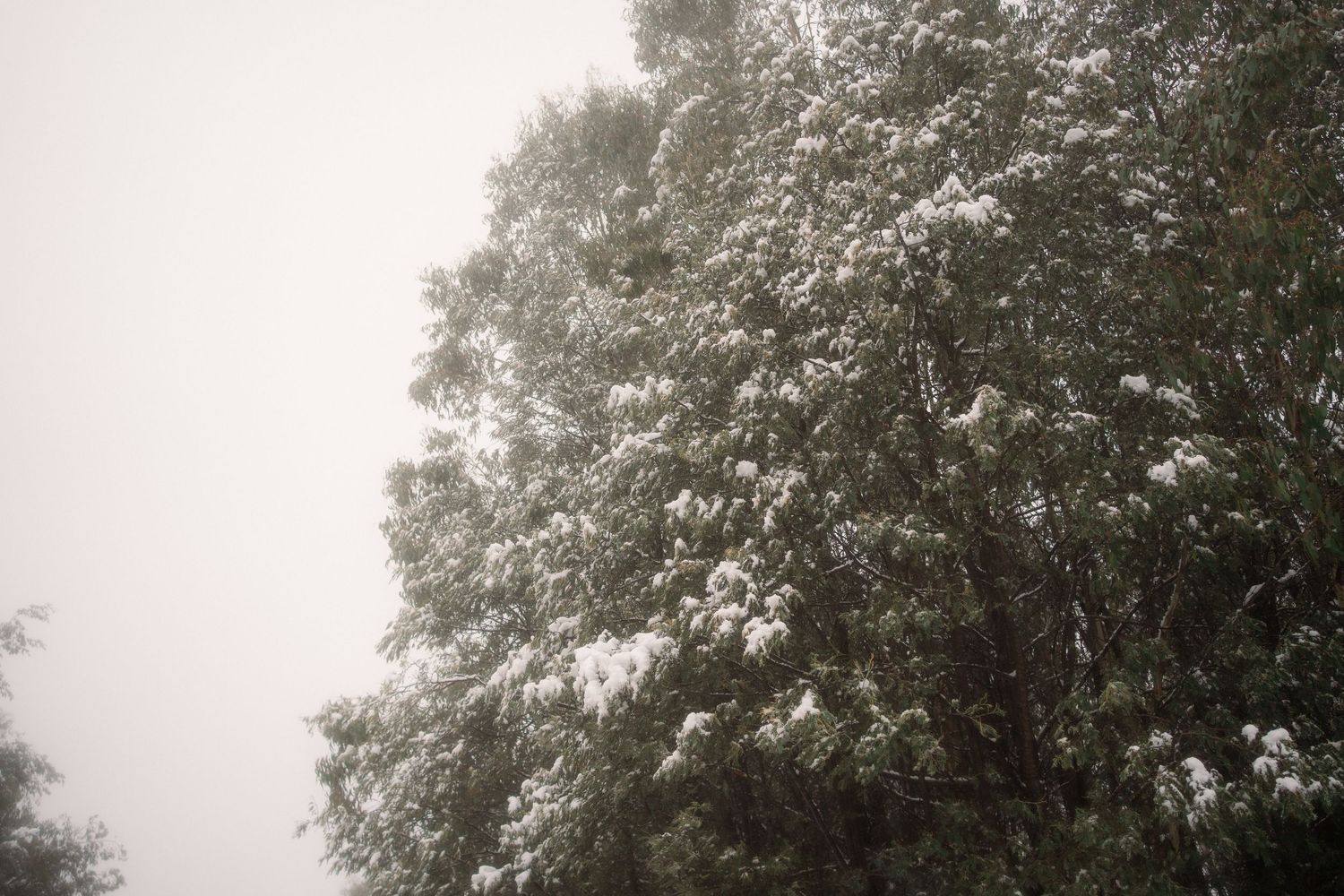 Snow-covered trees on a foggy winter day create a misty ethereal atmosphere in the forest.
