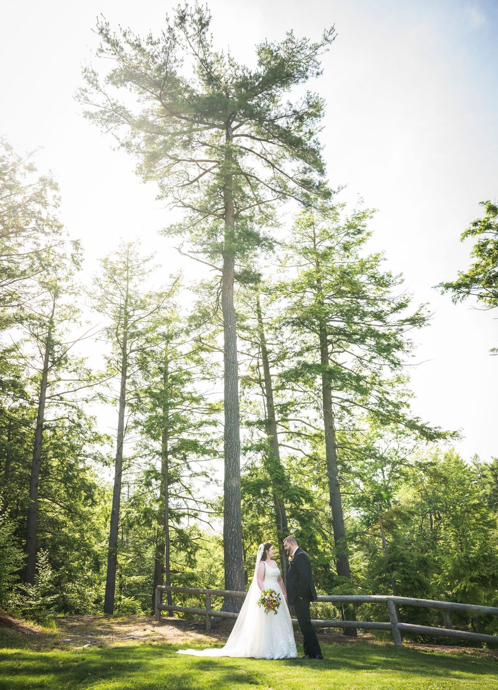 A scenic outdoor wedding photo series showing a couple against tall pine trees in golden sunlight.