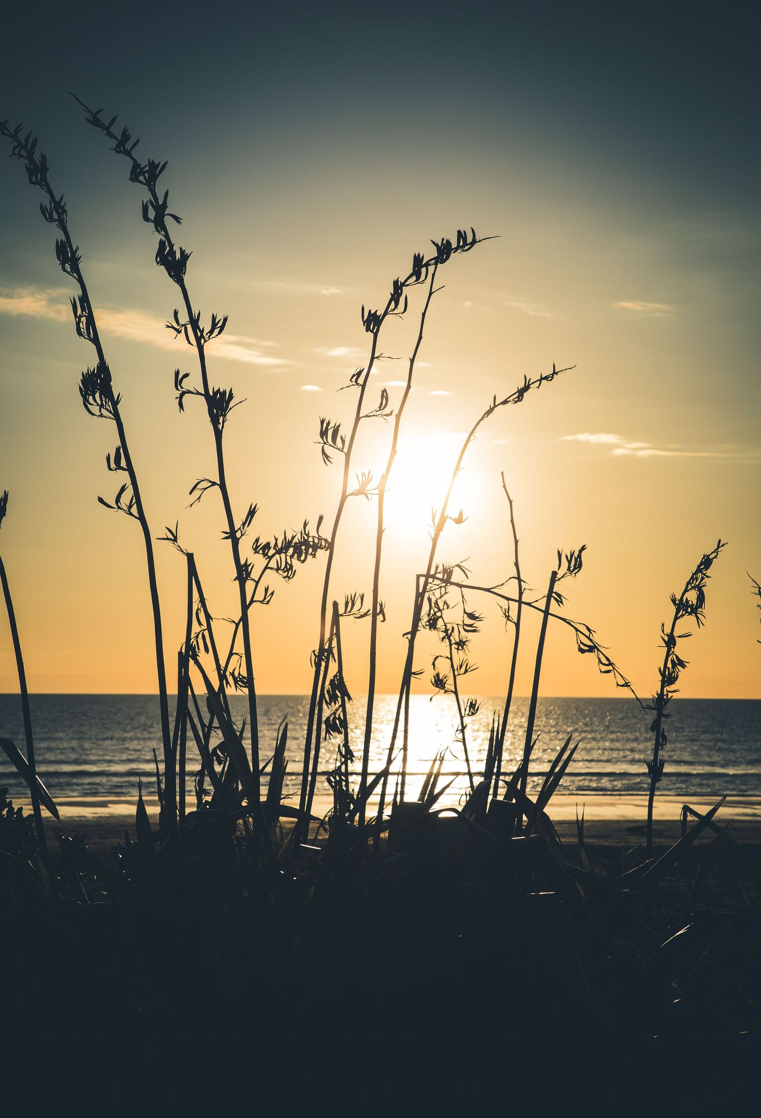 Silhouetted sea grass stalks against a golden sunset over calm ocean waters.