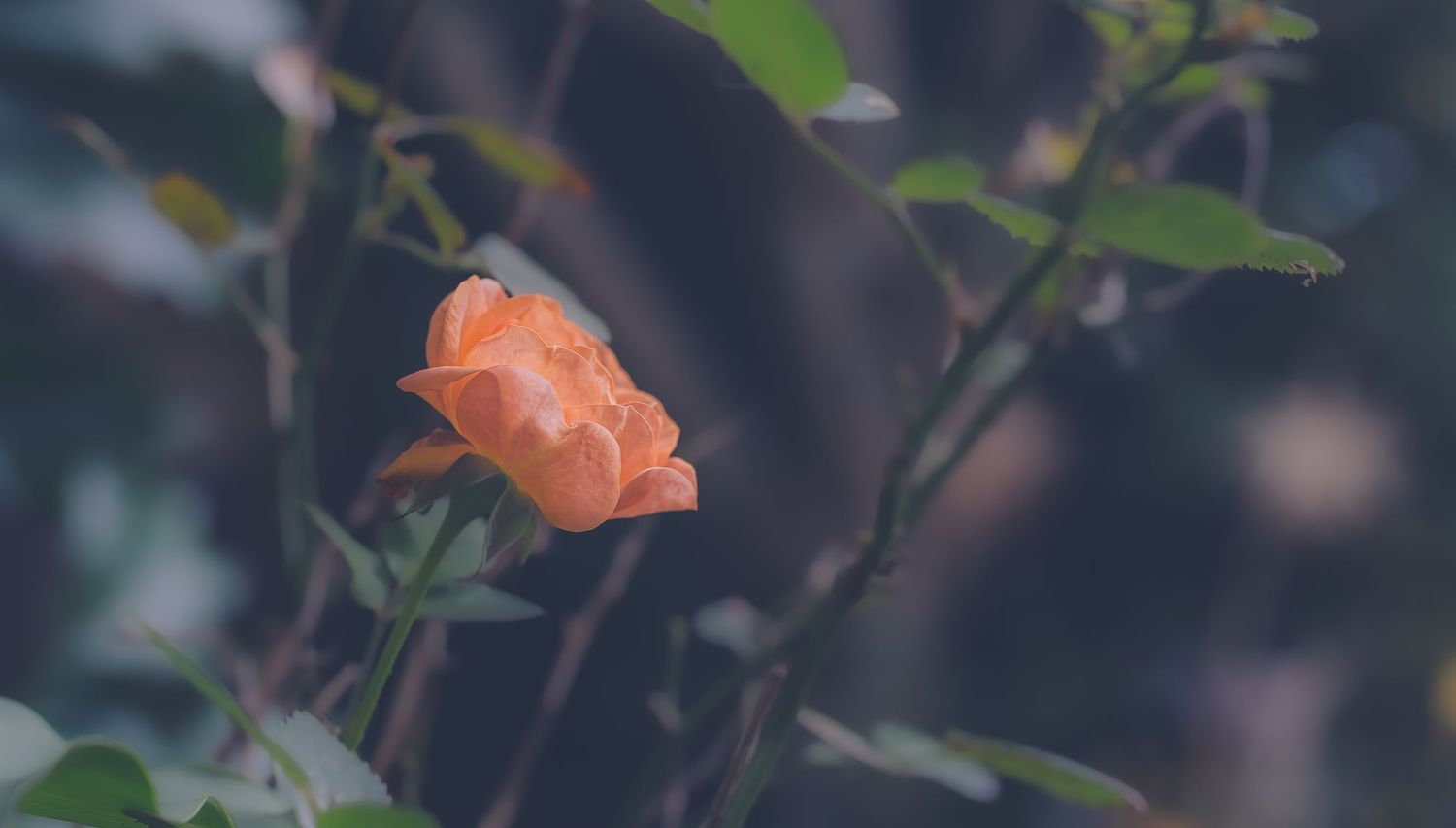A vibrant orange ripe peach grows on a tree branch surrounded by green leaves in natural sunlight.