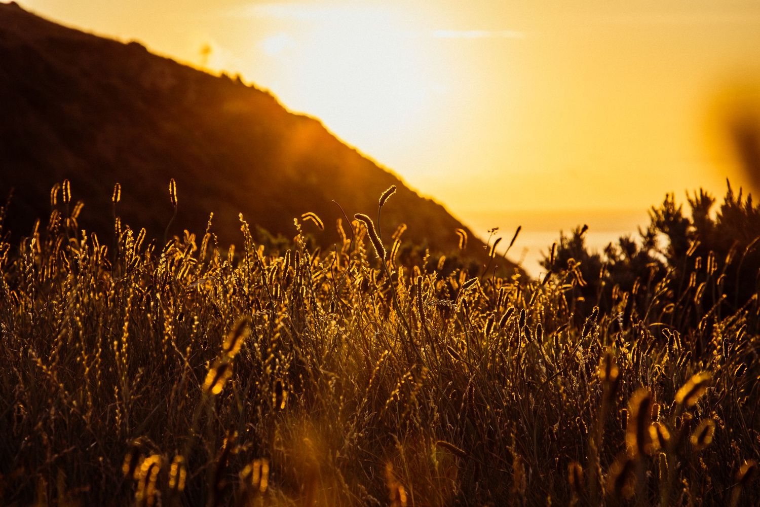 Golden sunlight illuminates tall grass silhouettes against a mountain sunset.
