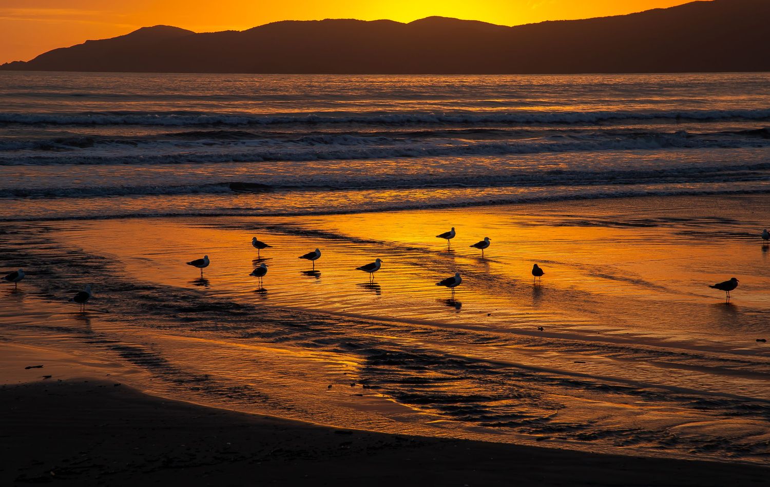 Silhouetted shorebirds gather along a beach at sunset with golden waves and mountain backdrop creating dramatic lighting.