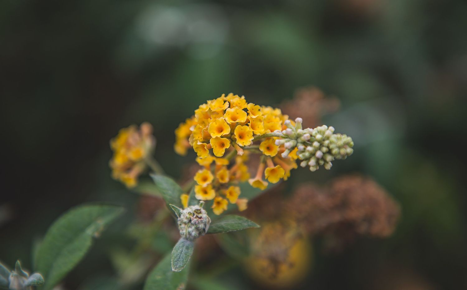 Close-up of delicate yellow butterfly bush flowers with blurred dark green background.