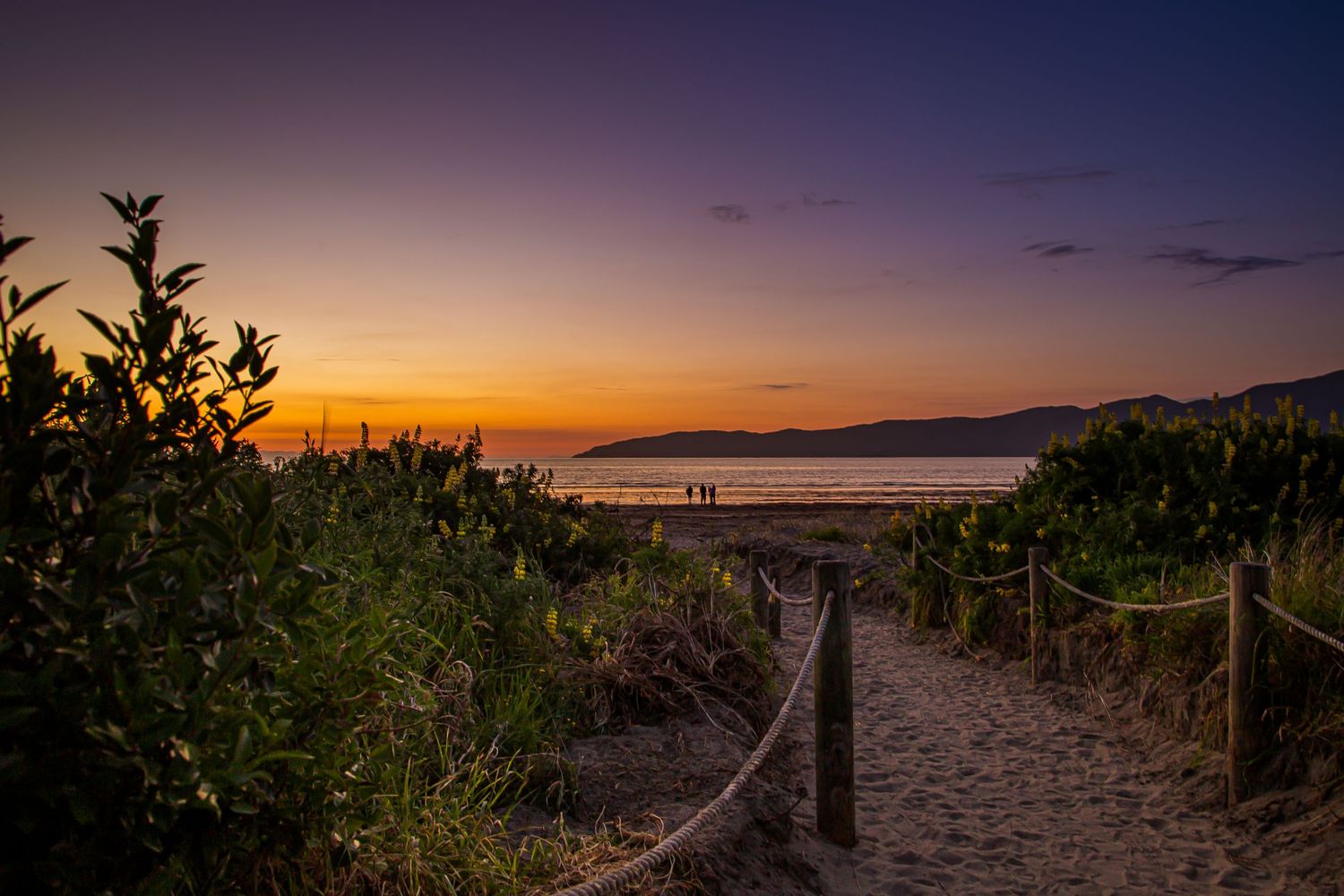 Sandy path lined with vegetation leads to beach at golden sunset.