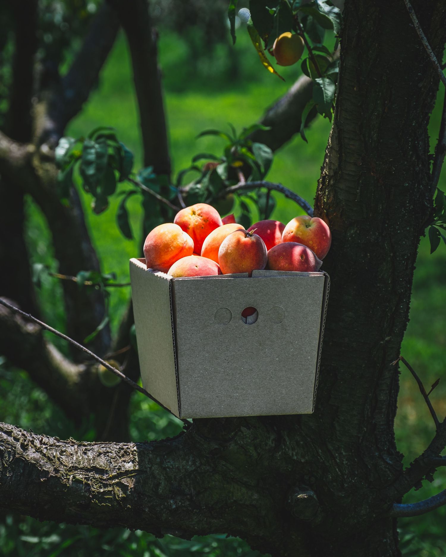 Fresh red and orange apples in a white box nestled between tree branches in a lush green garden setting.