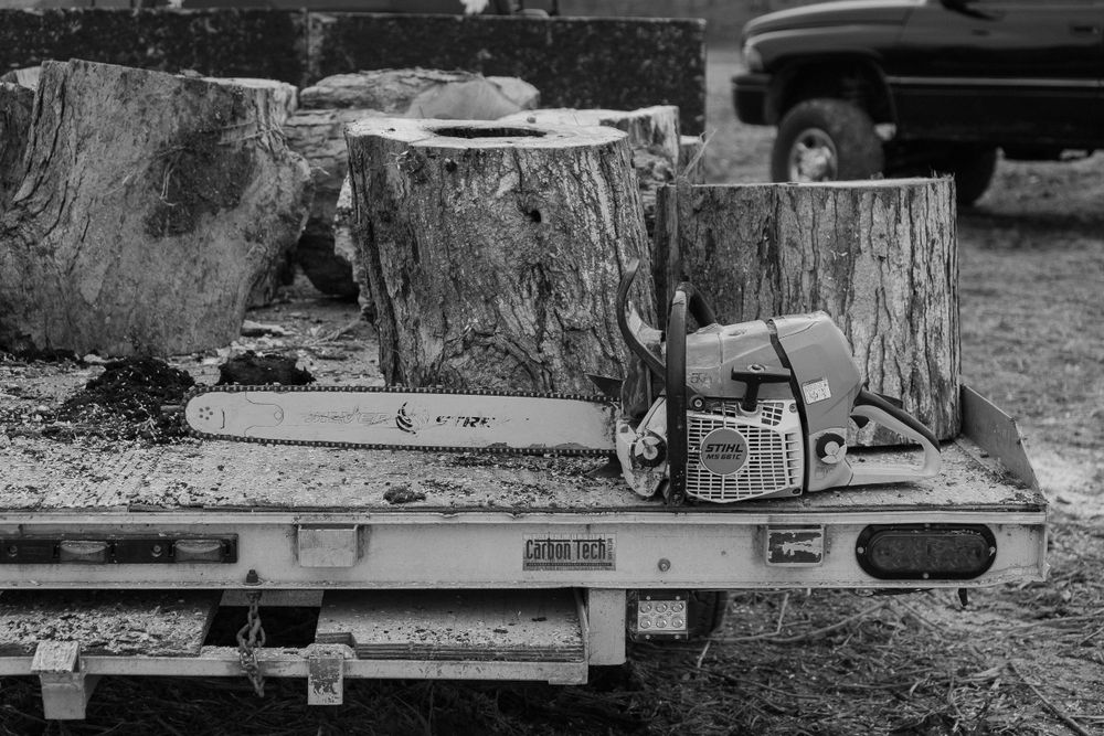 Chainsaw sitting on truck bed next to cut wood stumps in black and white.