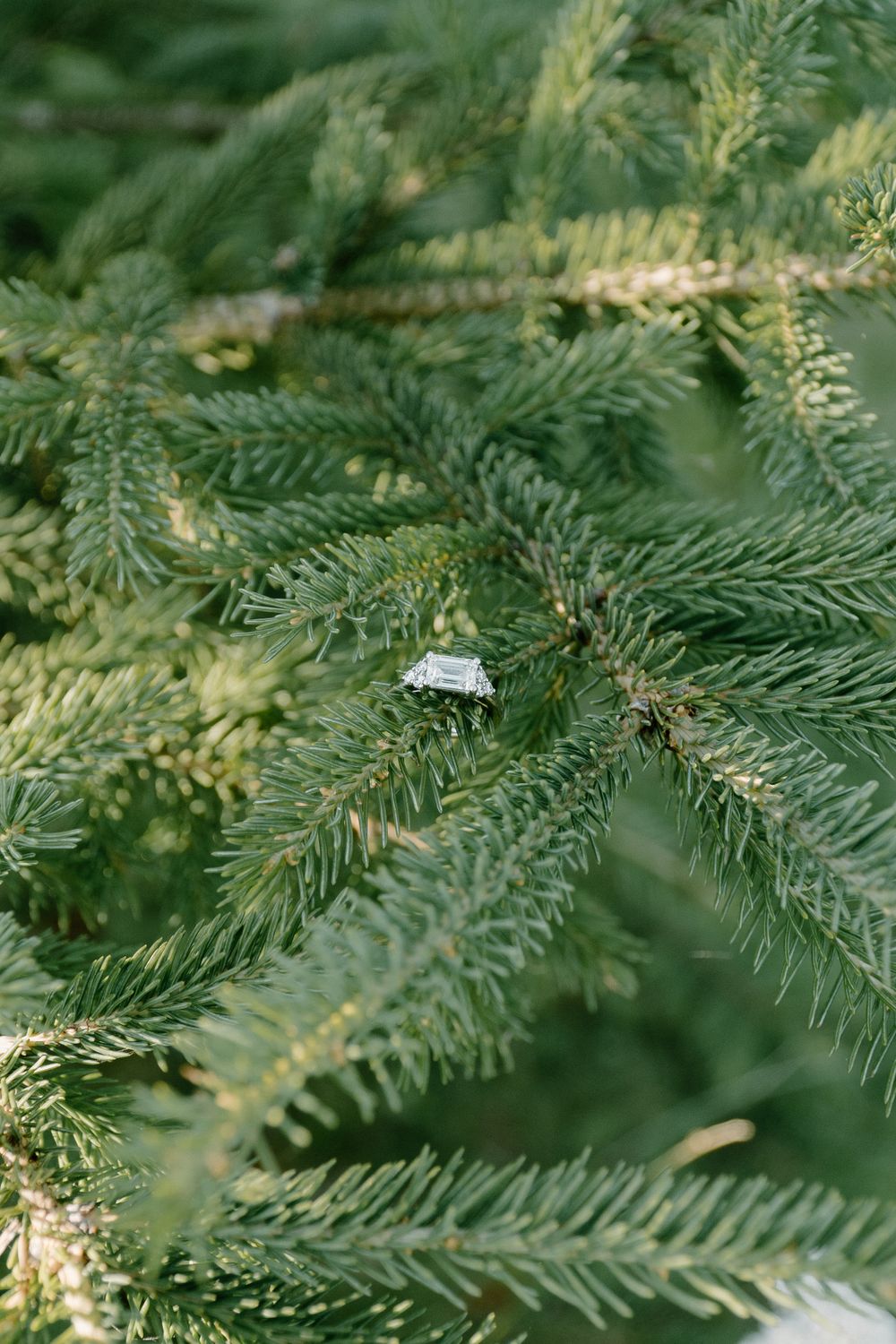 A small diamond ring nestled in green pine needles of an evergreen branch.