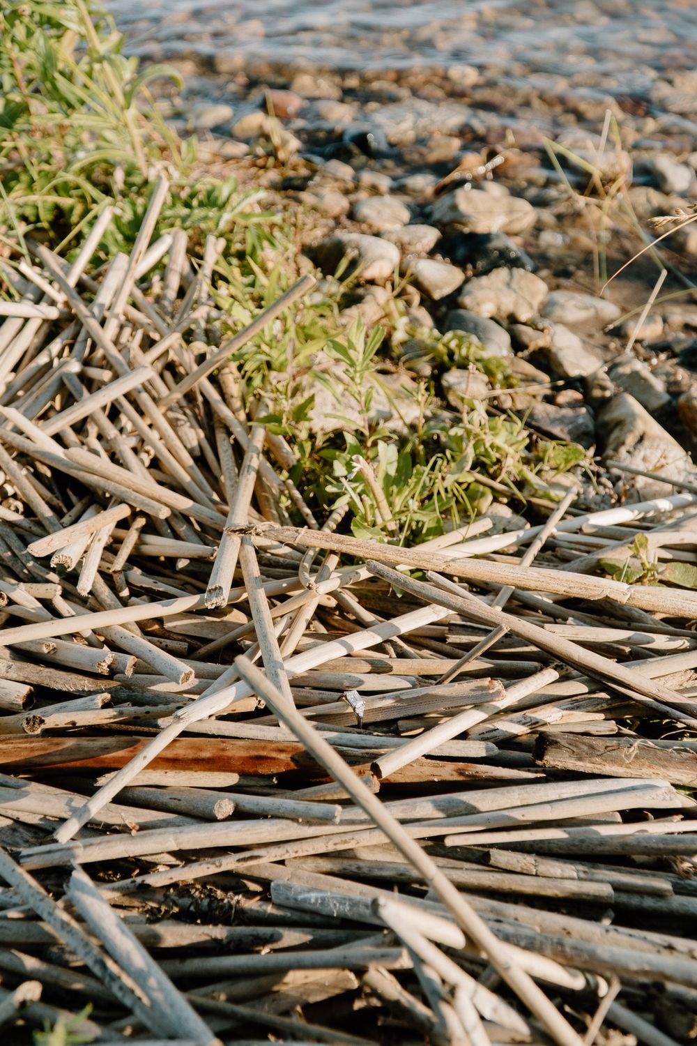 Dried reeds and vegetation scattered along rocky shoreline in natural light.