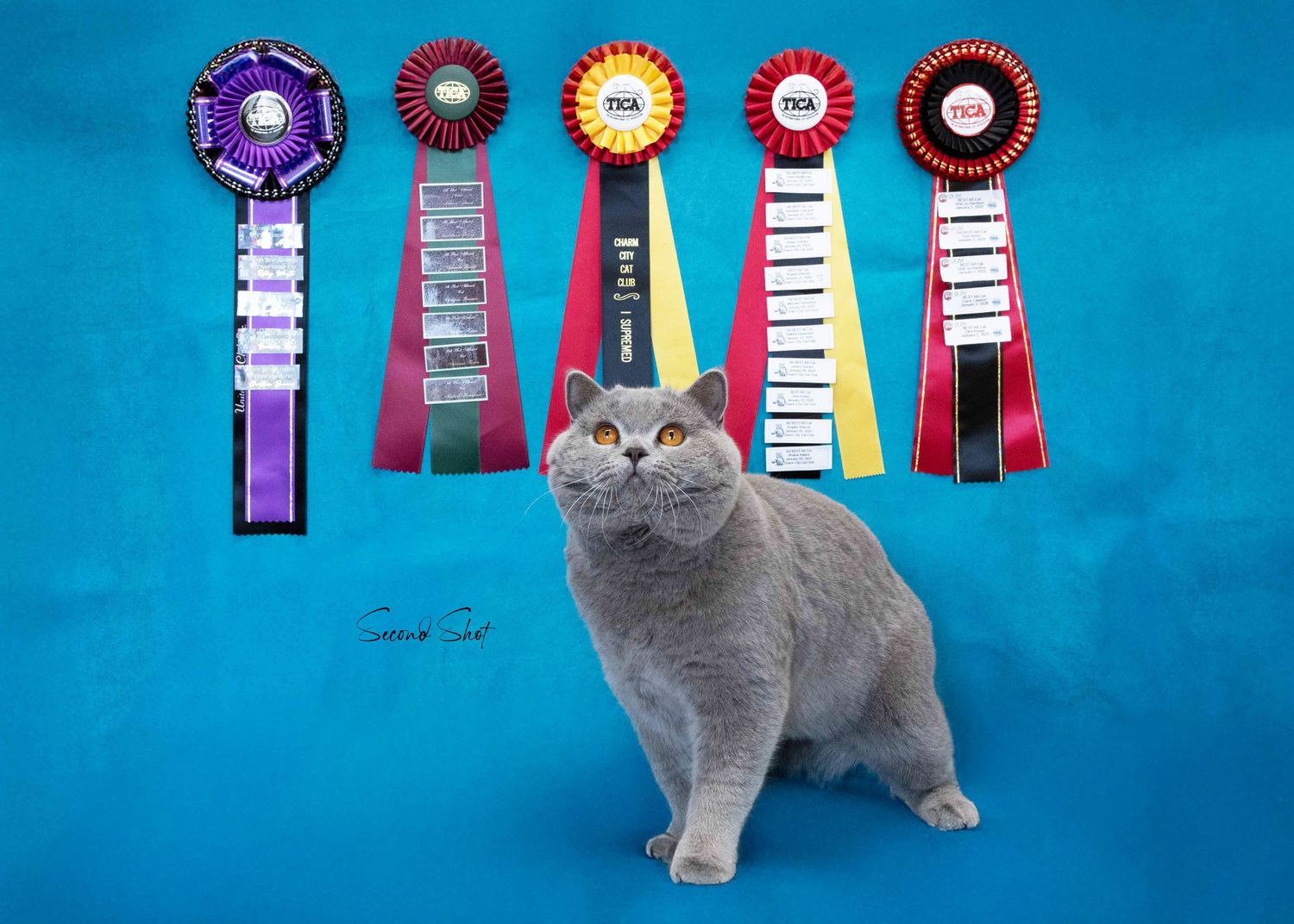 British Shorthair cat posing with colorful award ribbons against blue backdrop.