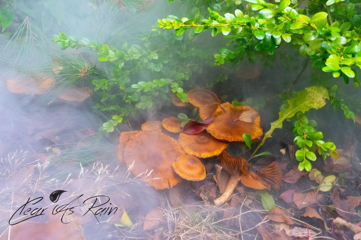 A cluster of orange mushrooms growing in misty forest ground with green foliage and leaves in soft lighting.