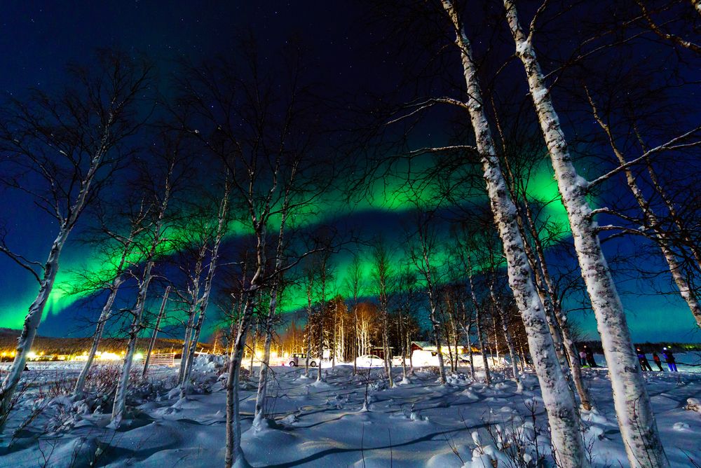 Northern lights dance across night sky above snow-covered birch trees in winter landscape.