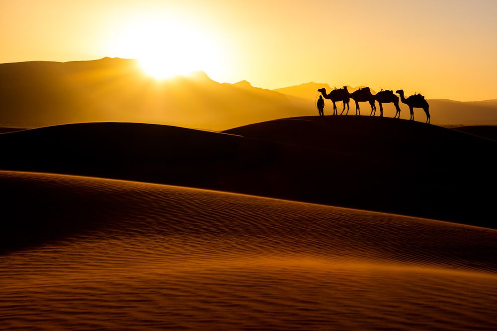 A silhouette of camels and their caravan stands atop a sand dune against a golden desert sunset in the Sahara.