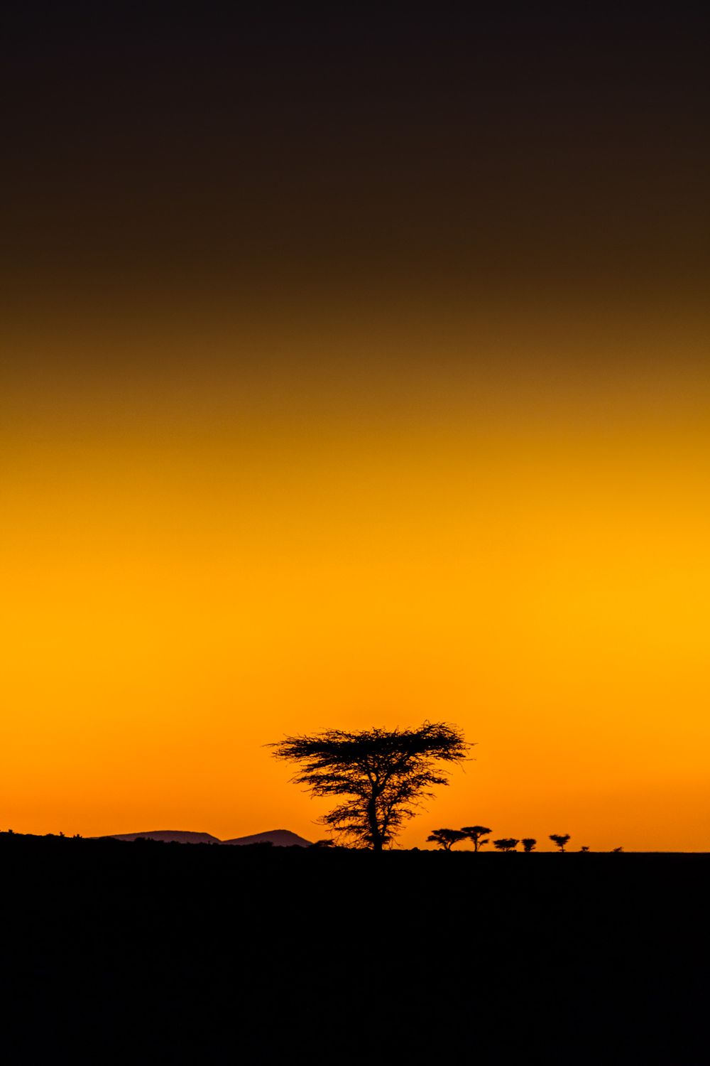 Silhouette of acacia trees against vibrant orange sunset sky in African savanna landscape.