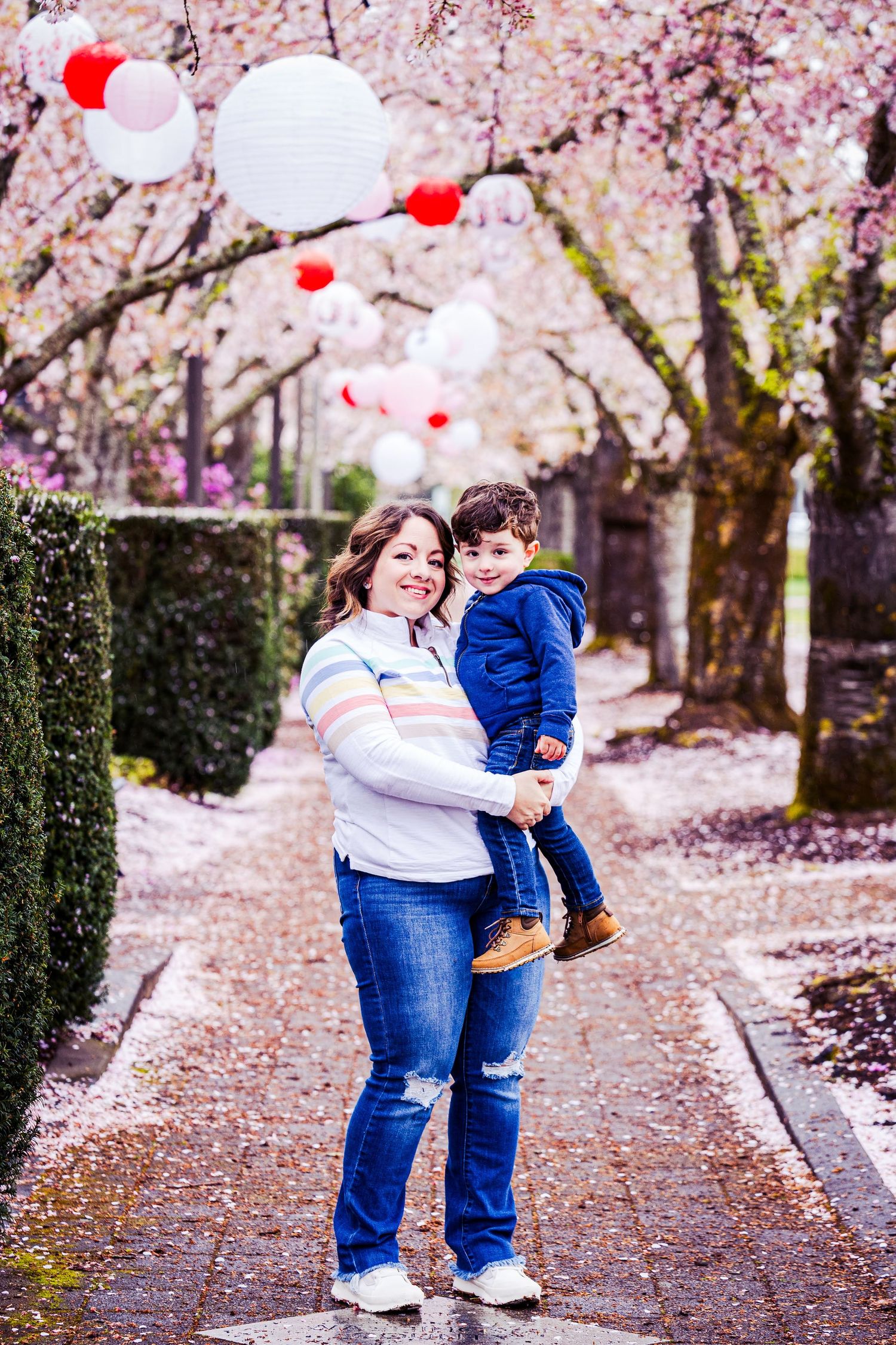 Beautiful cherry blossom trees line a path with white and red paper lanterns hanging overhead in spring.