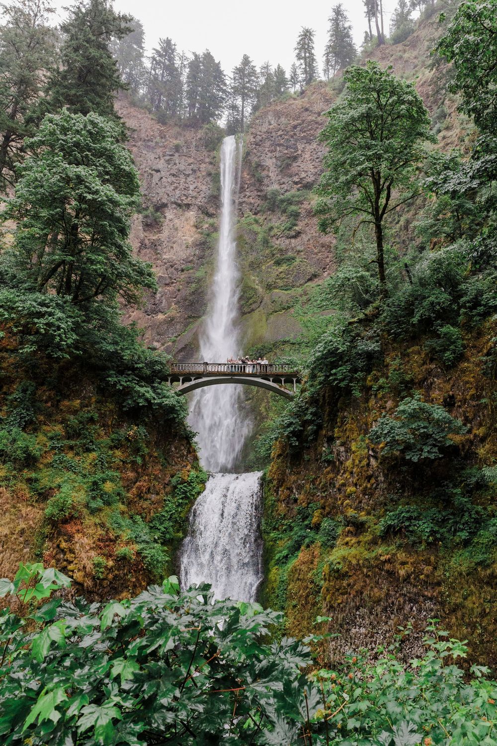 Multnomah Falls cascades dramatically between lush green forest with its iconic bridge.