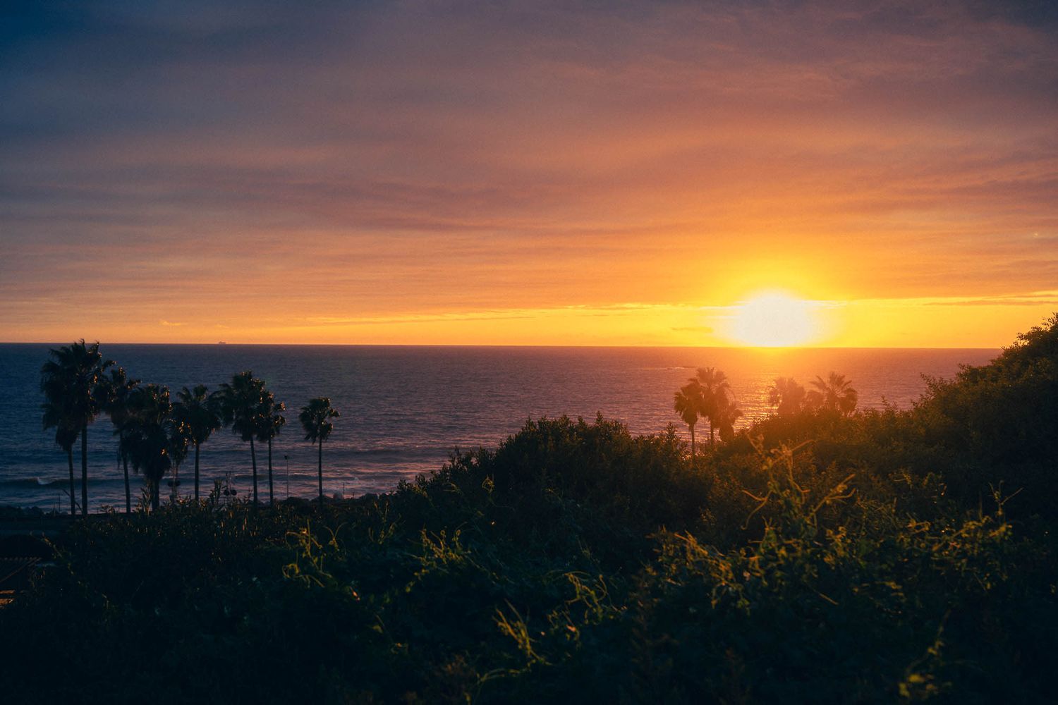 Beautiful coastal sunset over the Pacific Ocean with silhouetted palm trees and foliage in the foreground.