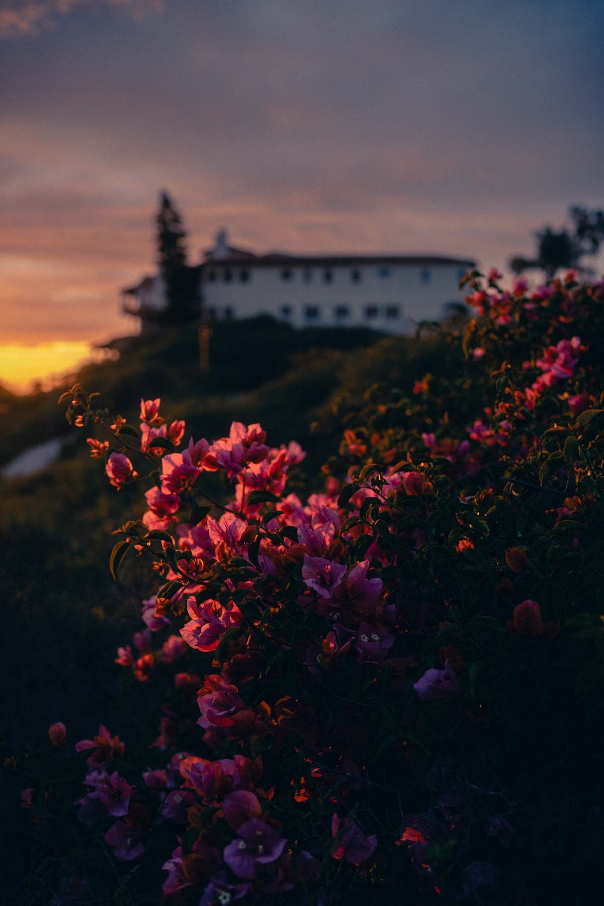 Pink flowers bloom in foreground while a white house sits on a hilltop against a dramatic sunset sky.