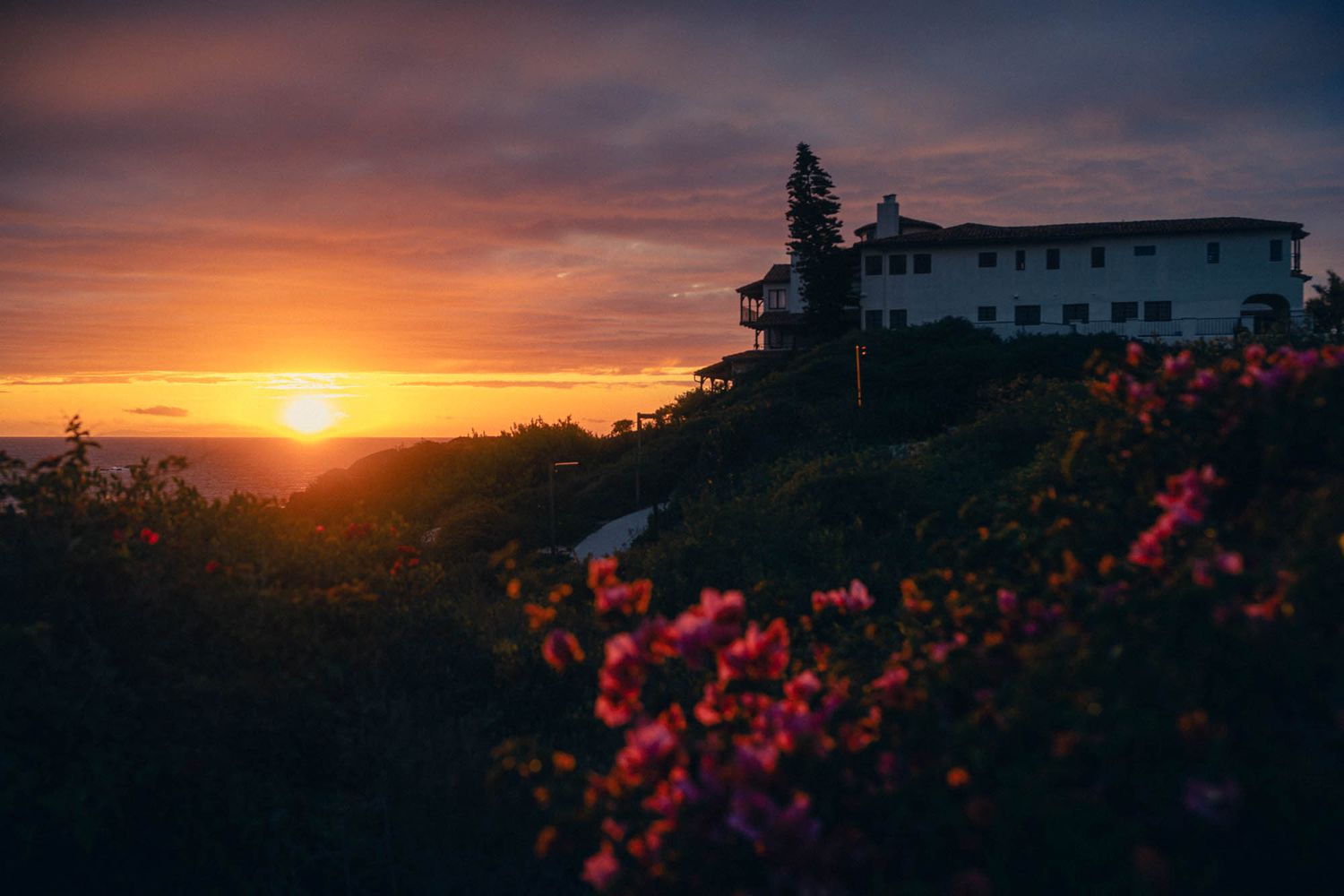 Sunset on the coast with pink flowers in foreground and building silhouettes against vibrant orange sky.