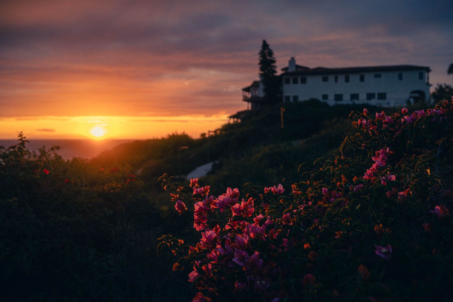 Pink flowers bloom beside a hillside building silhouetted against a dramatic orange sunset sky.
