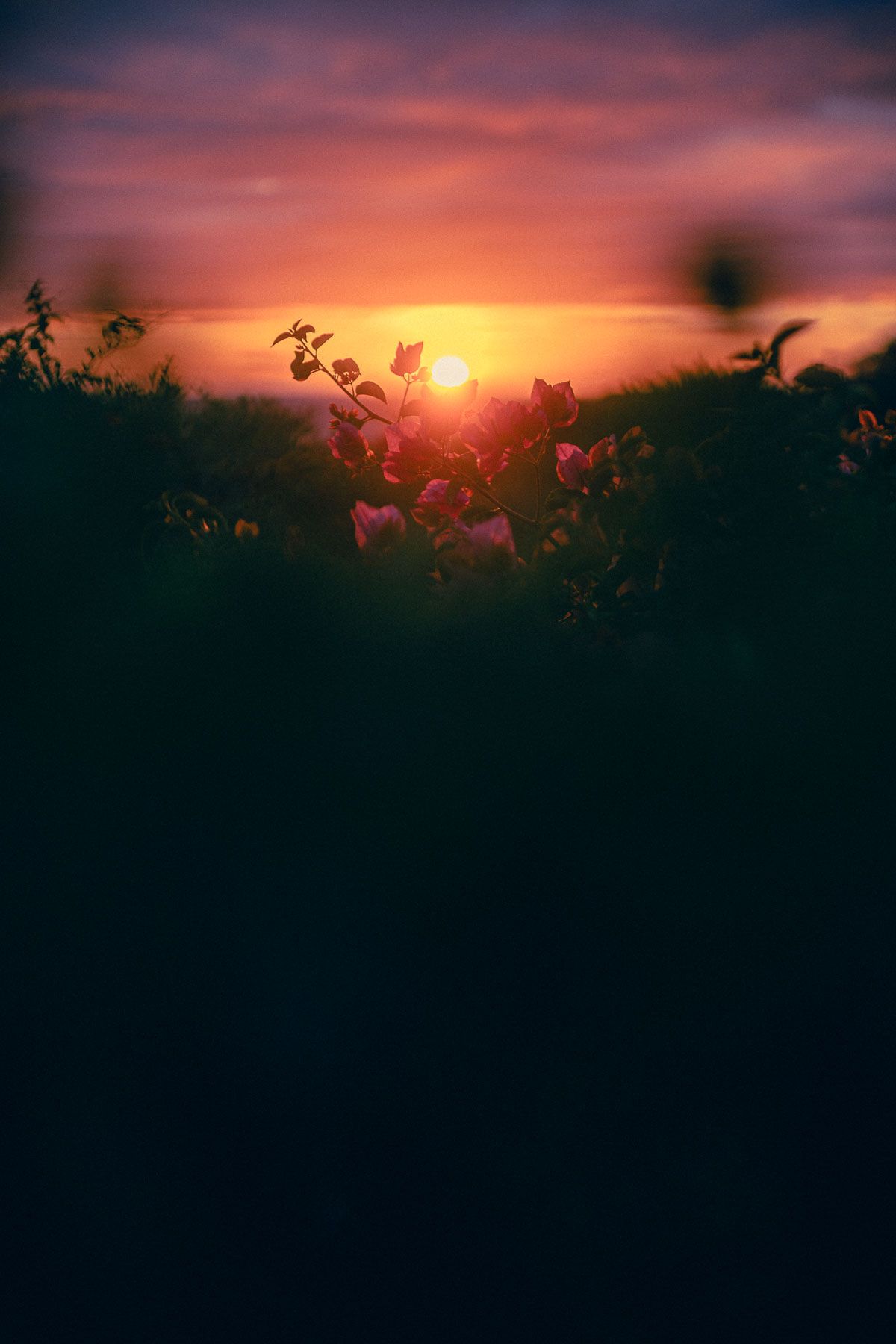Pink and orange sunset sky silhouettes flowers and plants in a dreamy garden landscape scene at dusk.