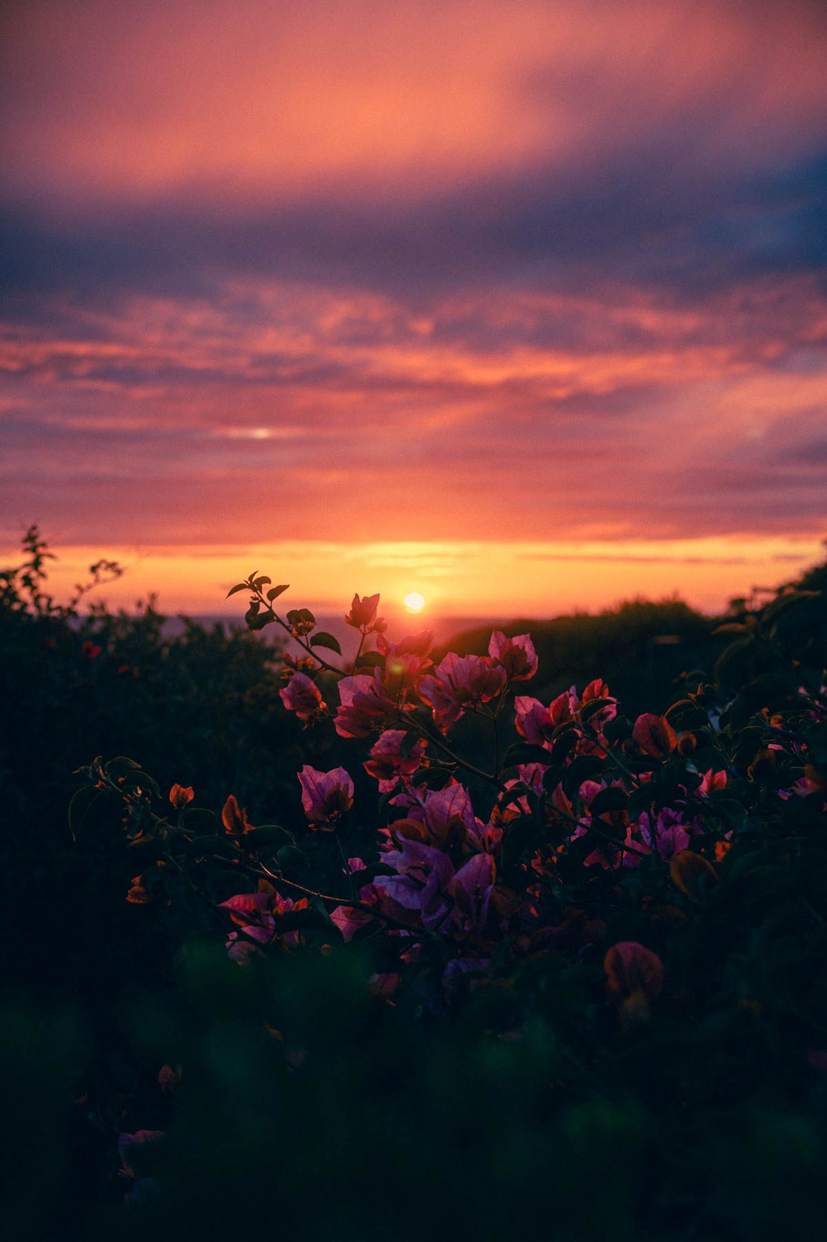 Silhouetted flowers against a dramatic purple and orange sunset sky create a romantic twilight panoramic landscape view.