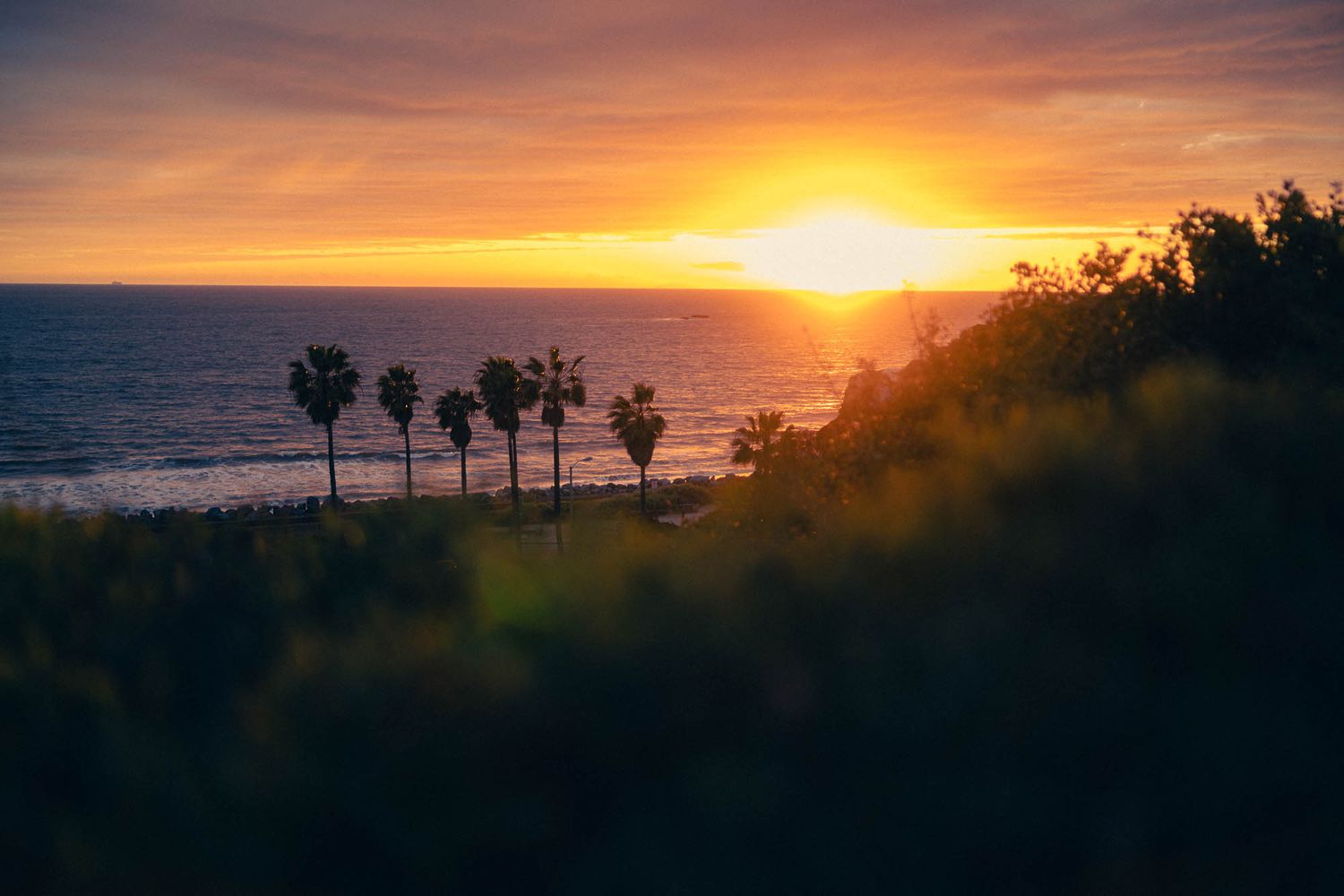 Row of palm trees silhouetted against a vibrant orange and purple sunset over the ocean horizon.