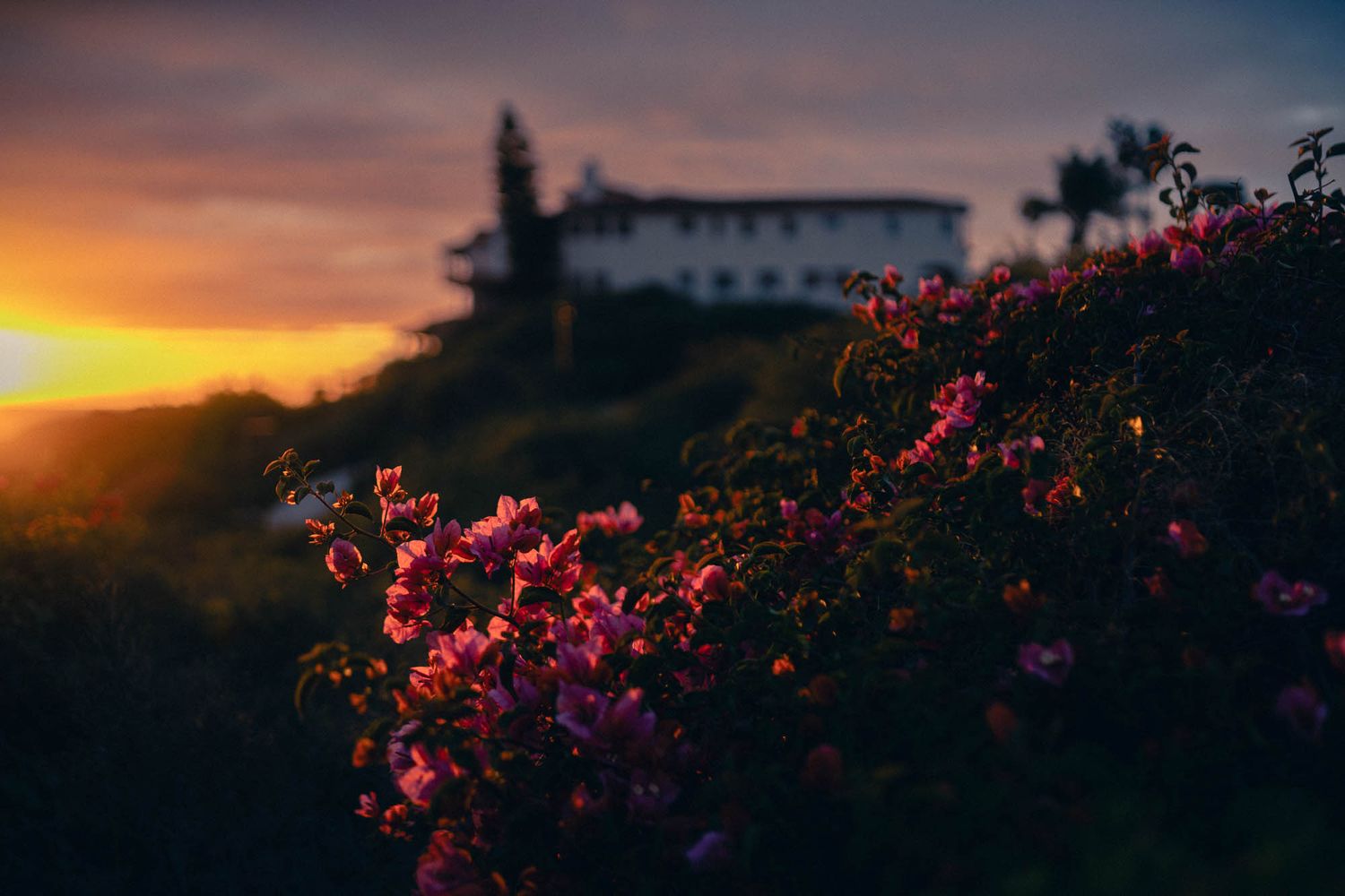 Pink flowers bloom on hillside at sunset with white building silhouetted against golden sky and mountains.
